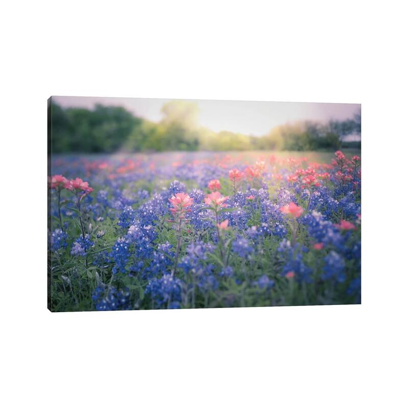iCanvas "Texas Bluebonnets" by Ann Hudec Canvas Print
