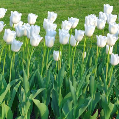 Colossal White Tulips - Giant White Flowers - 9 Bulbs - Spring Garden Blooming-Attracts Butterflies, Bees & Hummingbirds