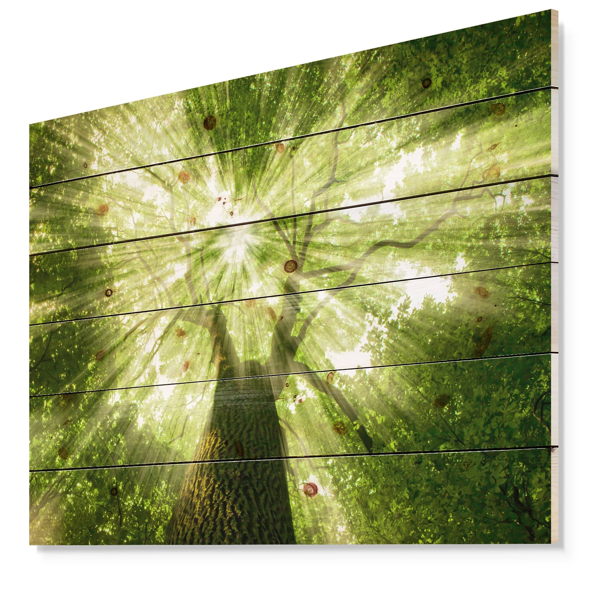 Designart 'Sunlight Peeking through Green Tree' Landscape Print on