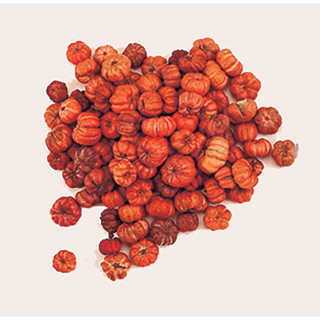 Putka Pod, Orange - 10