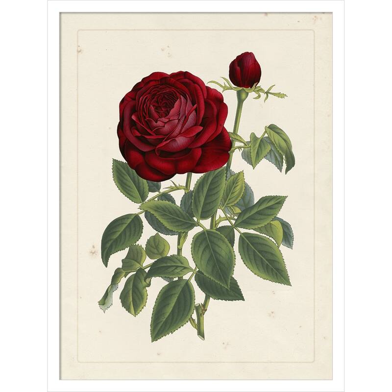 Van Houtteano Rose No. 2 Wood Framed Wall Art Print