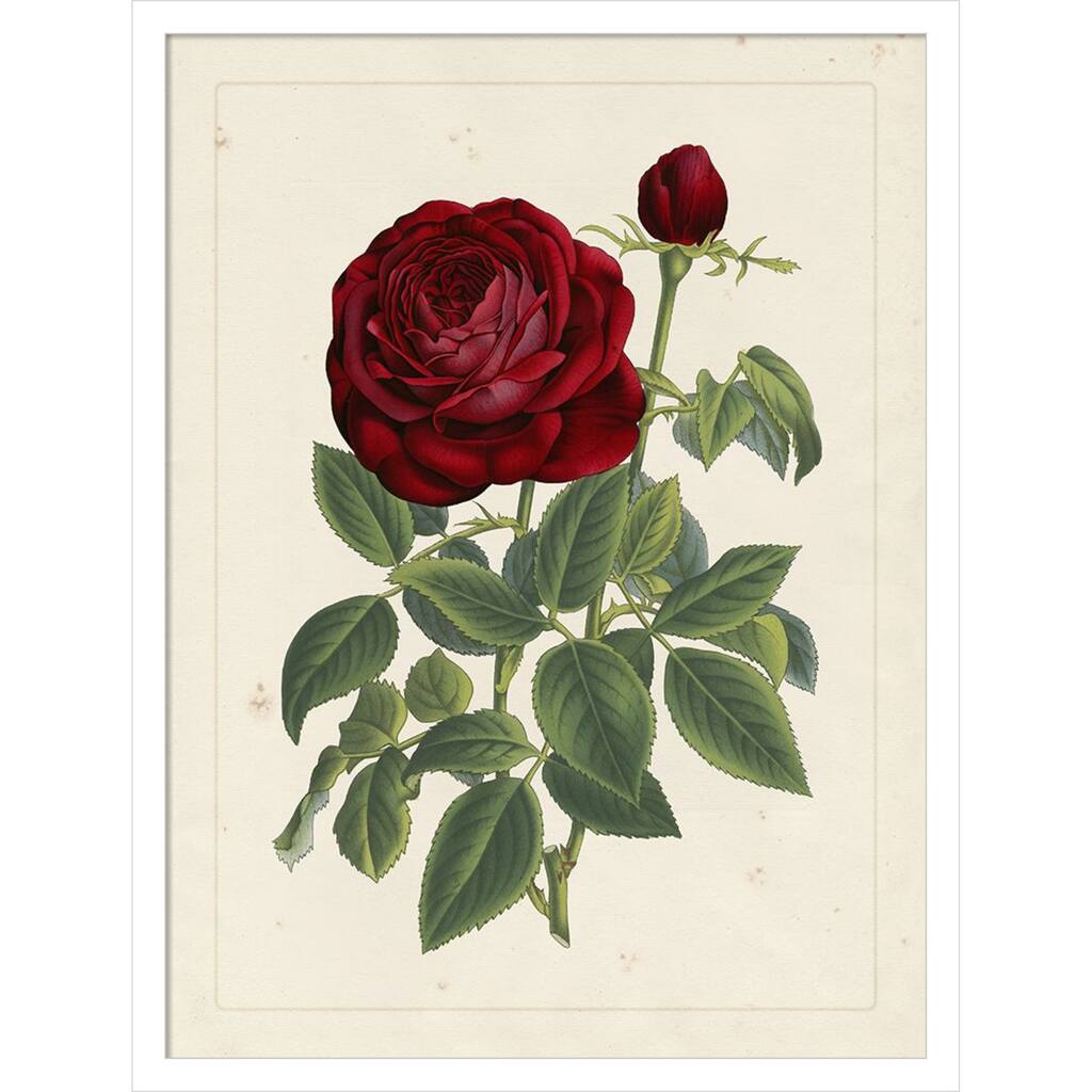 Van Houtteano Rose No. 2 Wood Framed Wall Art Print