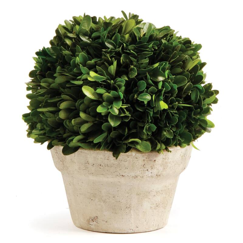 Boxwood Ball In Pot Medium - Green