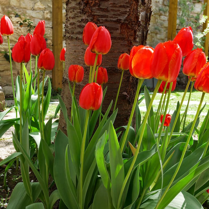 Scarlet Sky High Tulips - Giant Red Flowers - 10 or 20 Bulbs - Attracts Butterflies, Bees & Hummingbirds