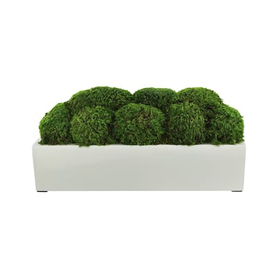 Mood Moss Arrangement in a Fiberstone Planter - Green