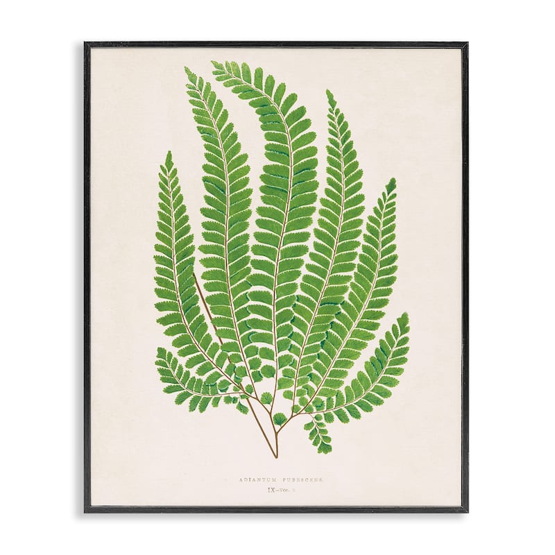 Stupell Cottage Ferns Study Framed Giclee Art Design By Phillipa Katz - 11 x 14 - Black