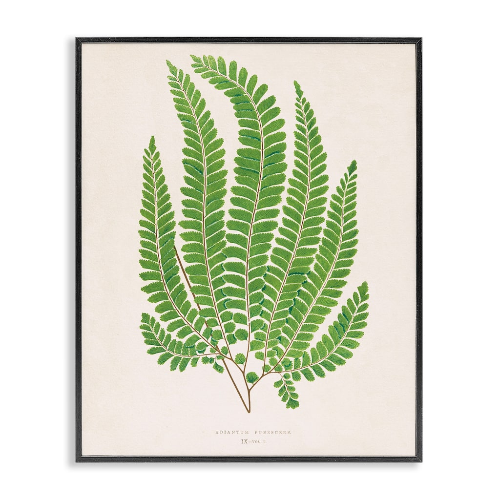 Stupell Cottage Ferns Study Framed Giclee Art Design By Phillipa Katz