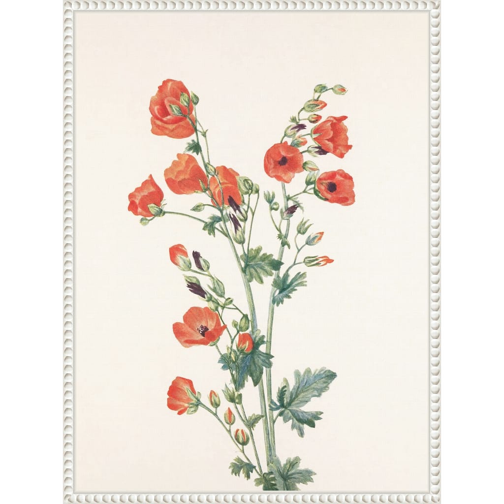 Scarlet Globe Mallow From North American Wildflowers (1925) by Mary Vaux Walcott (18 x 24 in.), Framed Canvas Wall Art Print