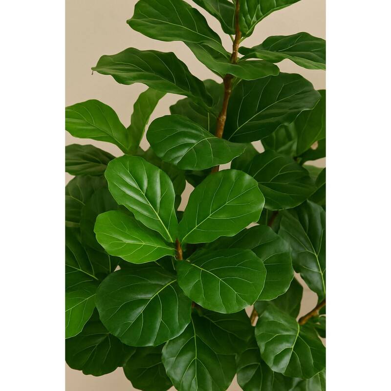 HomeStock 6' Fiddle Leaf Fig Tree in Weathered Wood Box Planter - Stylish Faux Plant for Home or Office - 72