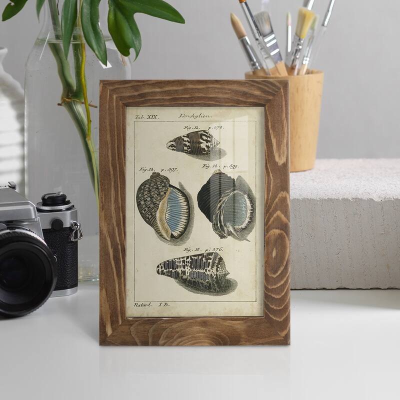 Vintage Shell Study III -Framed Print w/glass-Cherry Red
