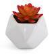 Option Fiery Coppertone Sedum