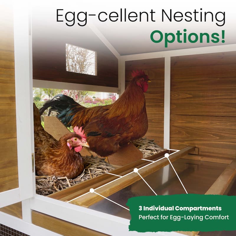 Farmstead Chicken Coop