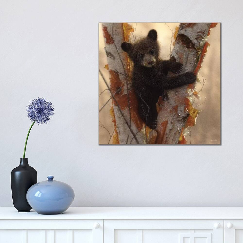 iCanvas "Curious Black Bear Cub I, Square" by Collin Bogle Canvas Print