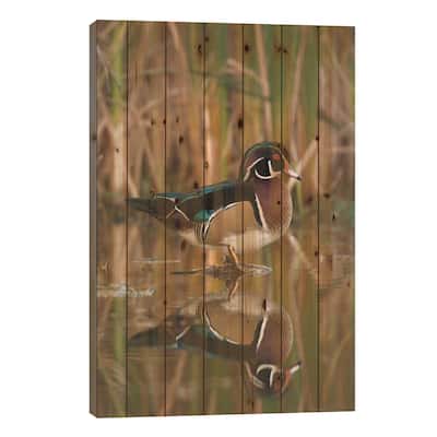 Wood Duck Male In Breeding Plumage, Lapeer State Game Area, Michigan Print On Wood by Steve Gettle - Multi-Color