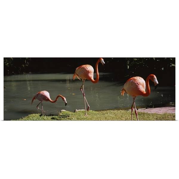 Shop Three Flamingos Foraging By A Pond Jungle Gardens Sarasota