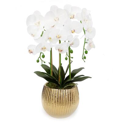 White 3 Stem Orchid Plant in Gold Pot