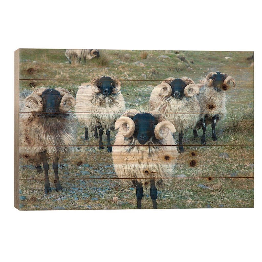Mayo Blackface Rams, Erriff Valley, County Mayo, Connacht Province, Republic Of Ireland Print On Wood by Gareth McCormack