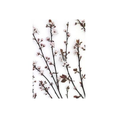 Budding Blossom (36 x 54) Canvas Art Print