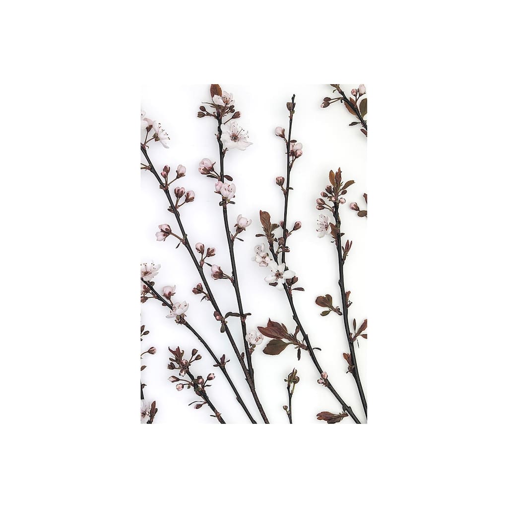 Budding Blossom (36 x 54) Canvas Art Print