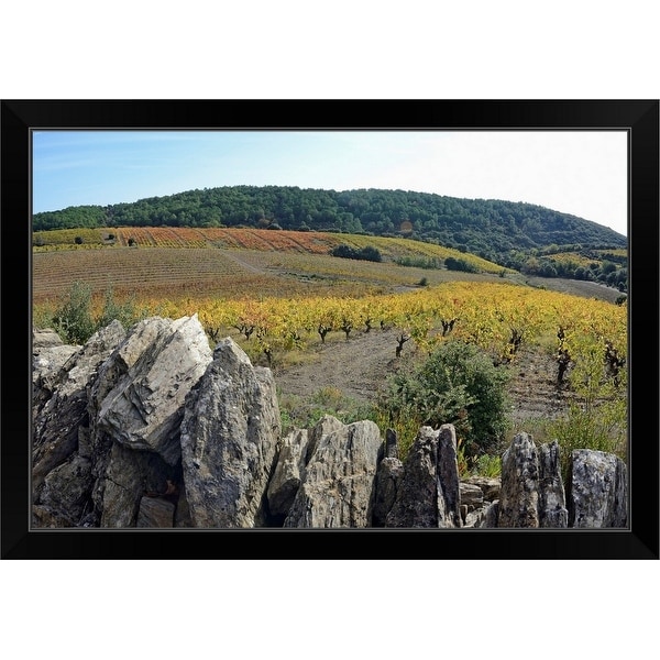 "Vineyards with fall foliage, AOC Faugeres, Herault, France" Black Framed Print
