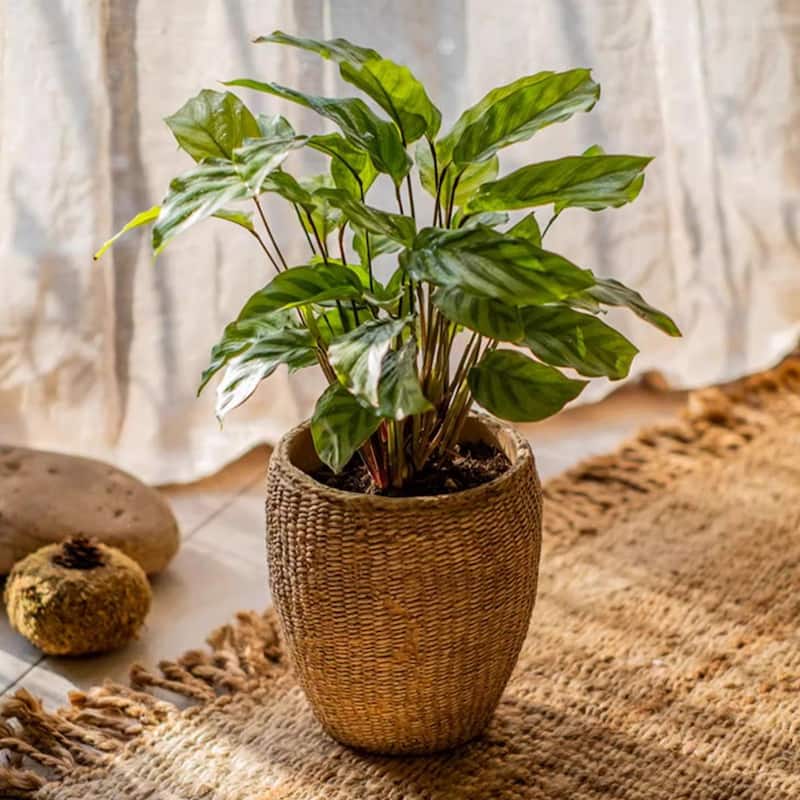 RusticReach Faux Grass-Woven Cement Planter