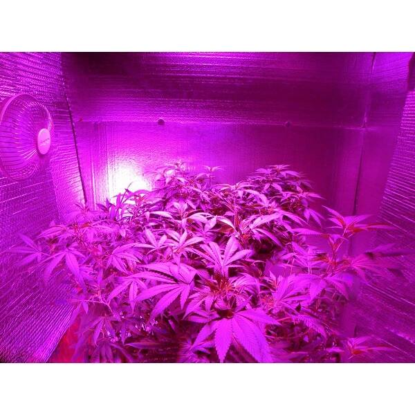 Shop 14w Br40 Plant Grow Light Bulb Full Spectrum Hydroponic Lighting On Sale Overstock 13380452