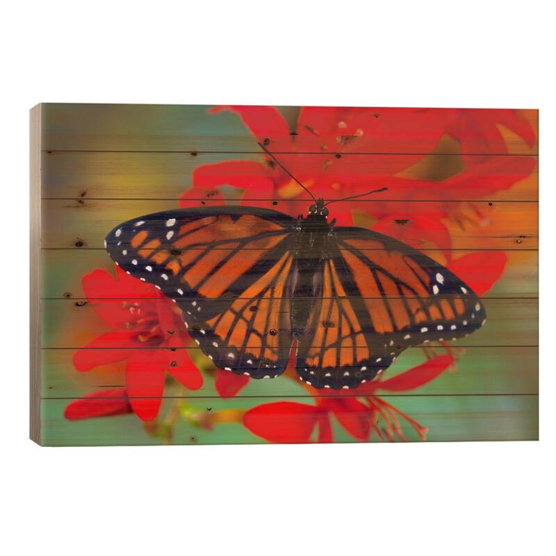 Open-Winged Viceroy In Zoom Among Crocosmias (Lucifers) Print On Wood by Darrell Gulin - Multi-Color - 18x26x1.5
