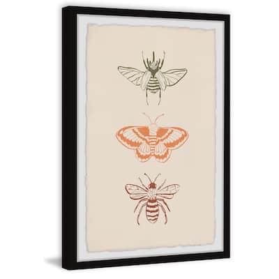'Assorted Moths' Framed Painting Print