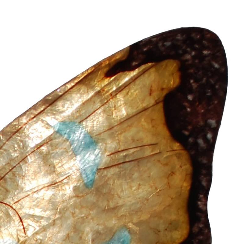 Eangee Handmade Butterfly Capiz Shell Wall Decor Copper With Aqua Large, 22 x 2 x 18 in.