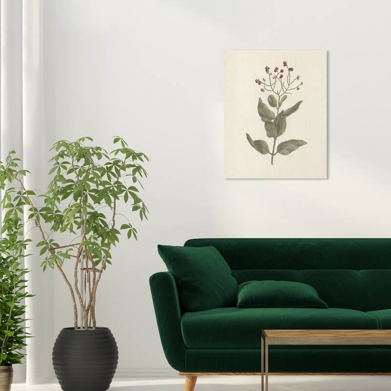 Wynwood Studio Canvas Floral and Botanical Luigi Balugani - Ehretia Cymosa Thonning White and Traditional Wall Art Canvas Print - 20 x 24