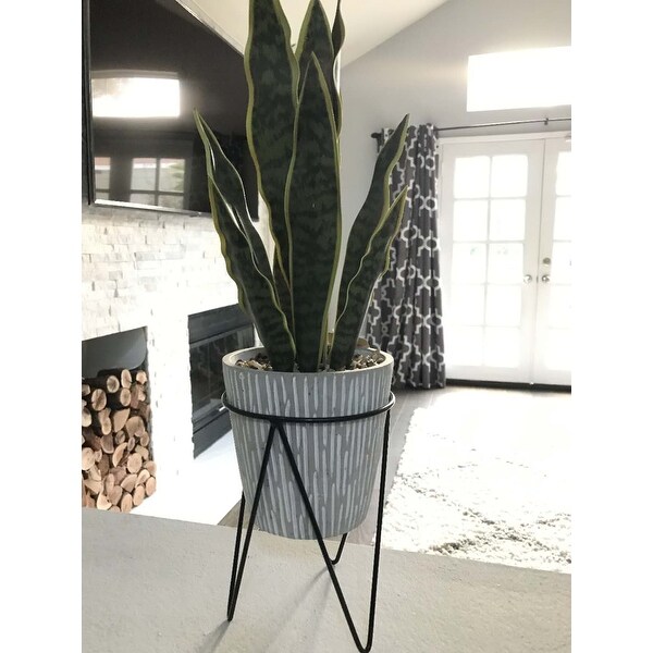 1.8FT TTL Height Snake Plant ONESIZE Overstock 31629021