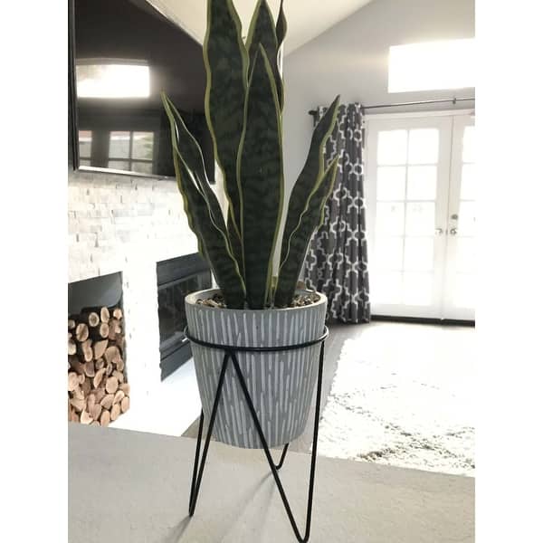 Flora Bunda 21" Snake Plant, Gray