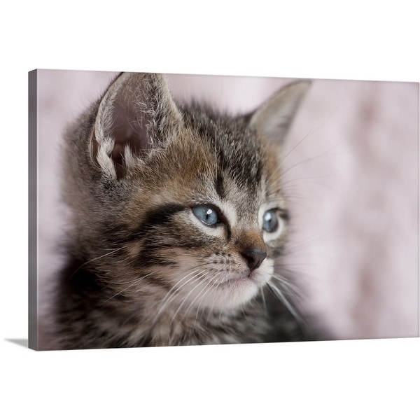 "Close Up of Kitten" Canvas Wall Art
