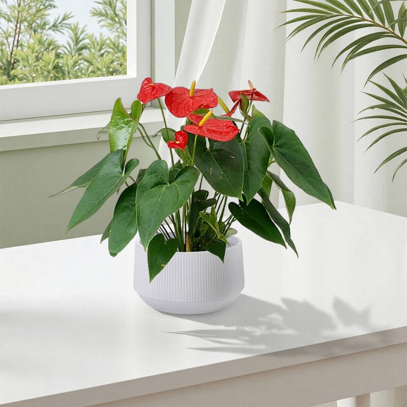 Set 2 Non-Porous Matte White Ribbed Ceramic Planter for Aquatic Plants