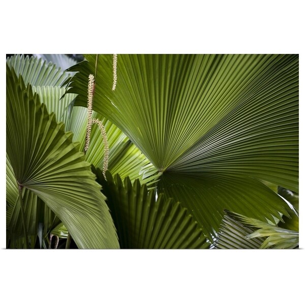 "Closeup of radiating palm fronds" Poster Print