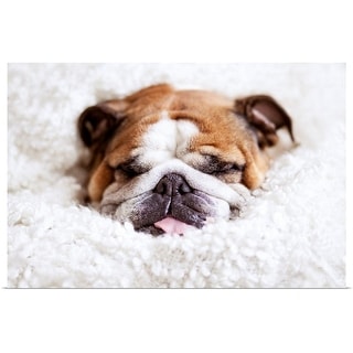 English hotsell bulldog sleeping