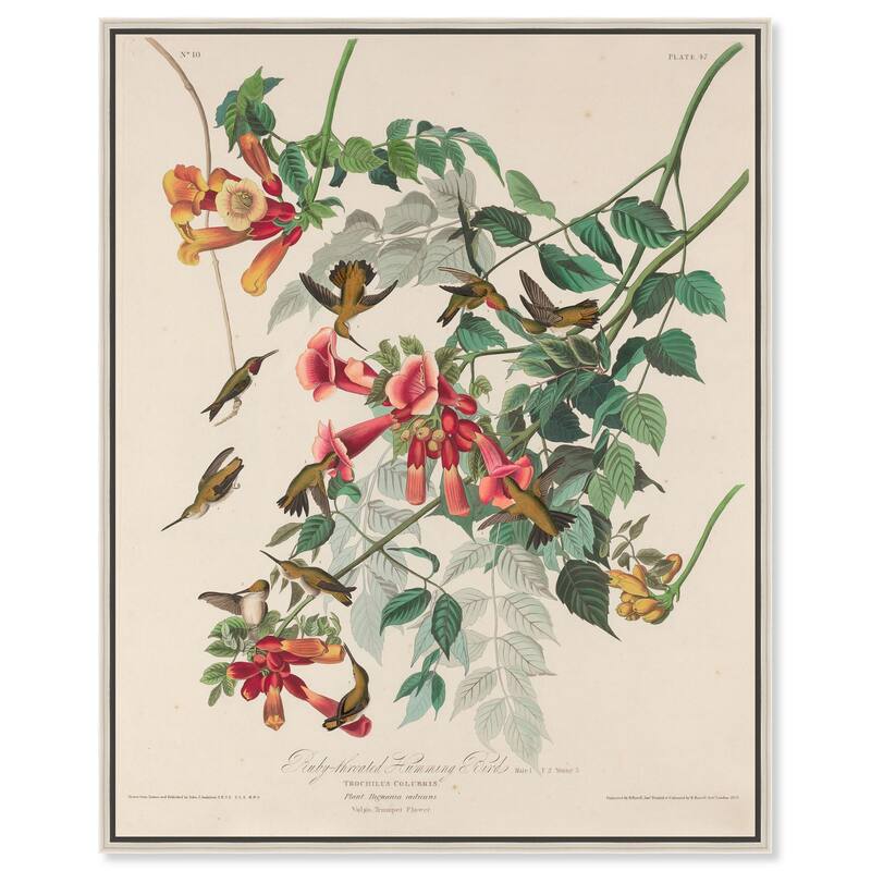 Trochilus Colubris Canvas by Art Remedy - Silver - 16" x 20"