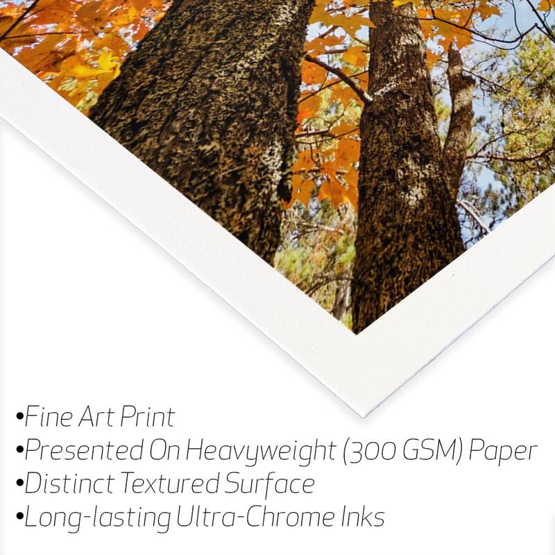 Low-Angle Autumn Fine Art by Adam Jones - Multi - 32x24