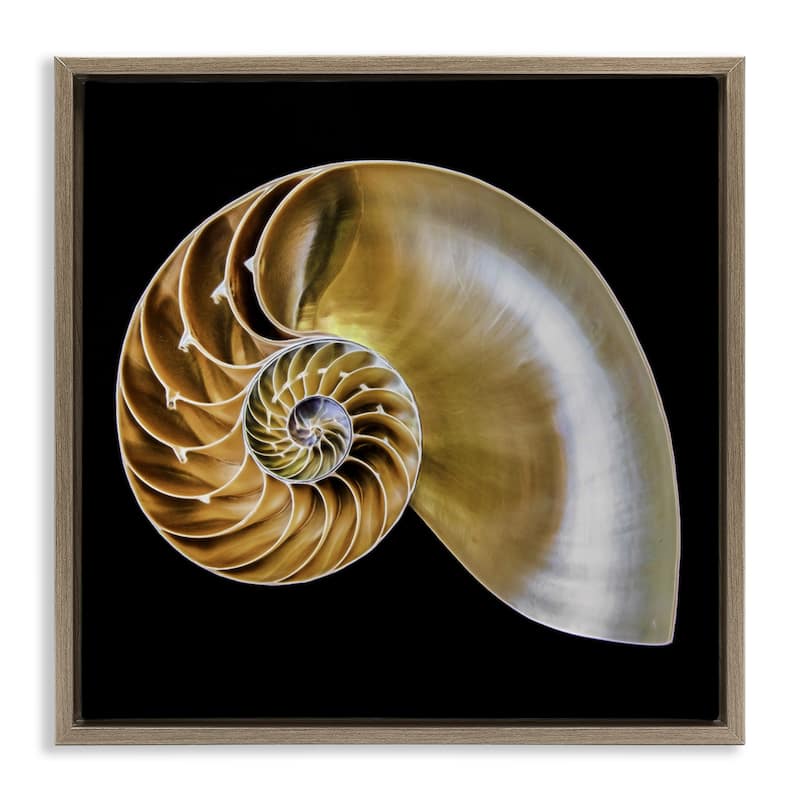 Stupell Tan Nautilus Shell on Black Framed Floater Canvas Wall Art Design By Mary Lou Johnson - 31 x 25 - Brown