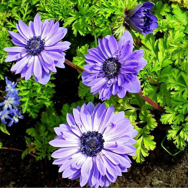 Colorful Anemone Poppy - Blue, Pink, White, Purple Flowers - 45 Bulbs - Attracts Butterflies, Bees & Hummingbirds - 45 Bulbs