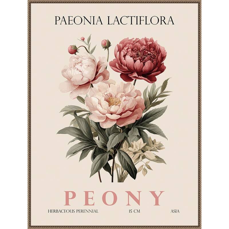 Vintage Botanical Peony Illustration by Christopher Giampietro Framed Canvas Wall Art Print