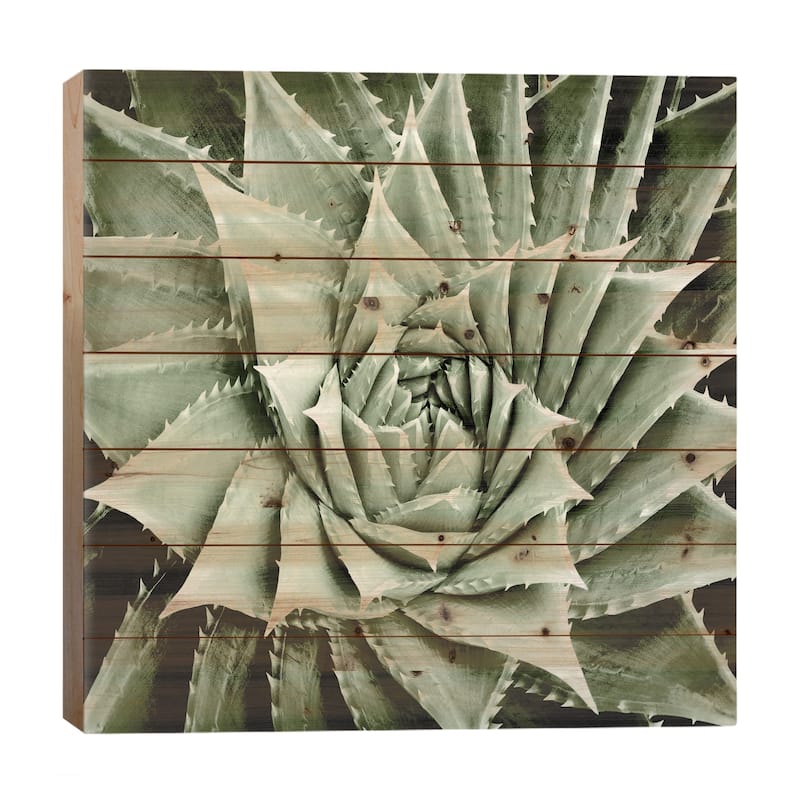 Green Succulent I Print On Wood by Mia Jensen - Multi-Color - 26x26x1.5