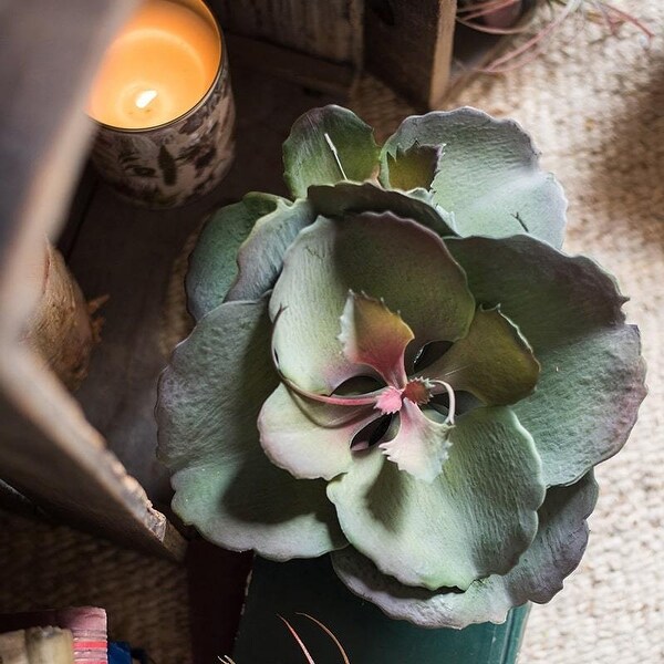 RusticReach Potted Succulent Gigantea Succulent