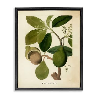 Stupell Vintage Avocado Plant Framed Floater Canvas Wall Art Design By Lil' Rue