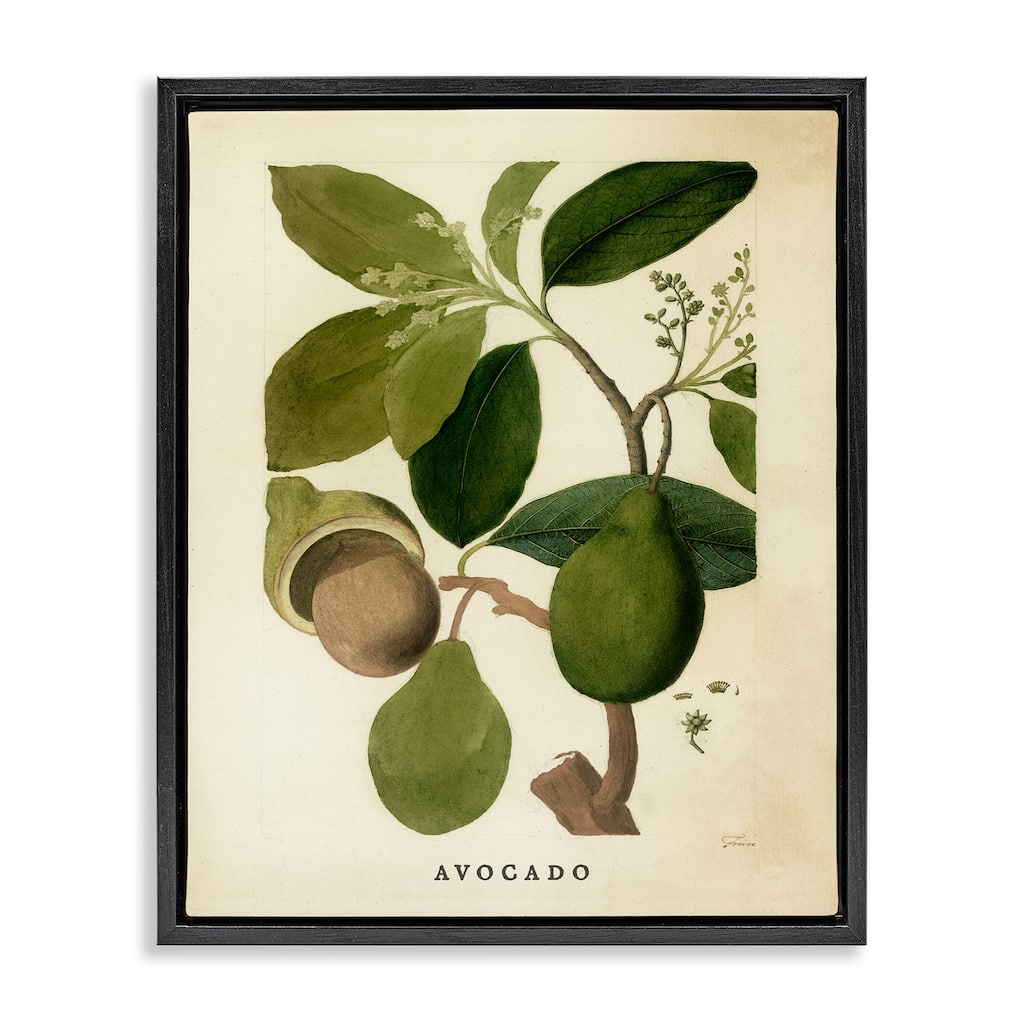 Stupell Vintage Avocado Plant Framed Floater Canvas Wall Art Design By Lil' Rue