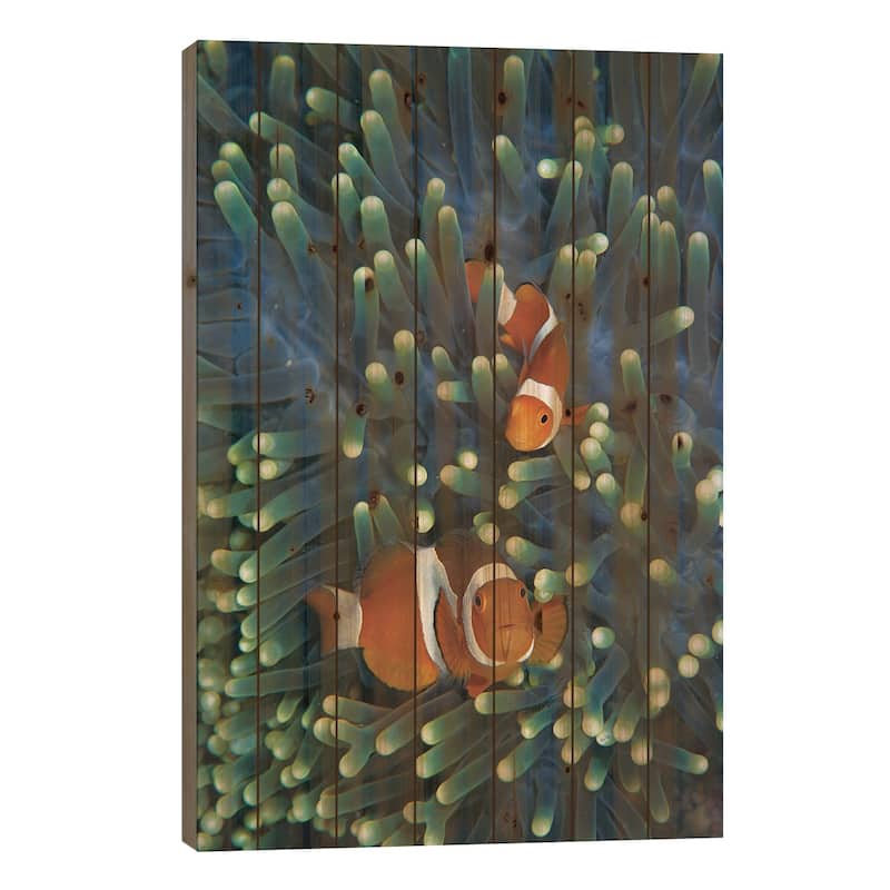 Clown Anemonefish Pair In Sea Anemone Tentacles, Celebes Sea Print On Wood by Hiroya Minakuchi - Multi-Color - 26x18x1.5