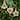 Plush Tree  Star and Heart Shaped Plaid Christmas Ornaments - 4.5" - Set of 3