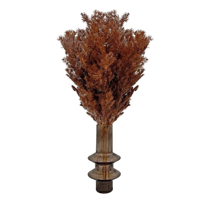 Bundle of 4 Preserved Asparagus Fern,12-20 inches long - 12-20 inch - Coffee