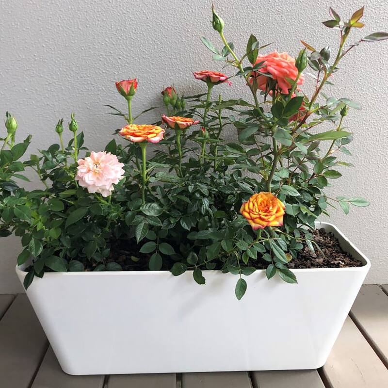 16" Rectangular Indoor/Outdoor Self-Watering Bamboo Planters