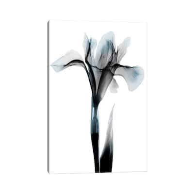 iCanvas "Ombre Sea Salt Iris" by Albert Koetsier Canvas Print